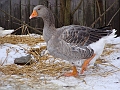 CONVAR266